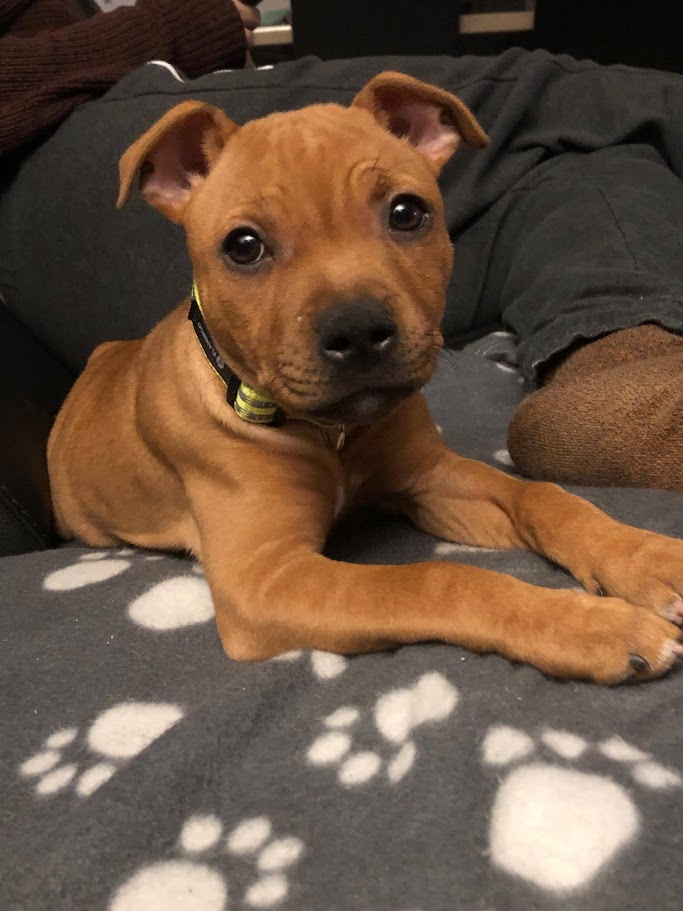 puppy