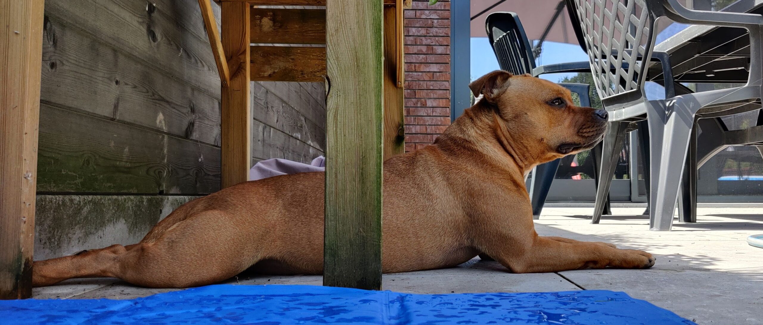 Welzijn: de basis van een gelukkige hond